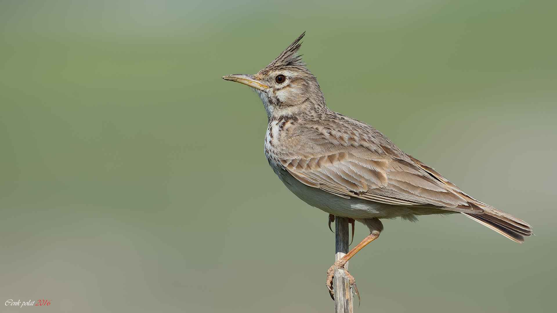 Crested Lark